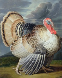 Portrait of a Turkey